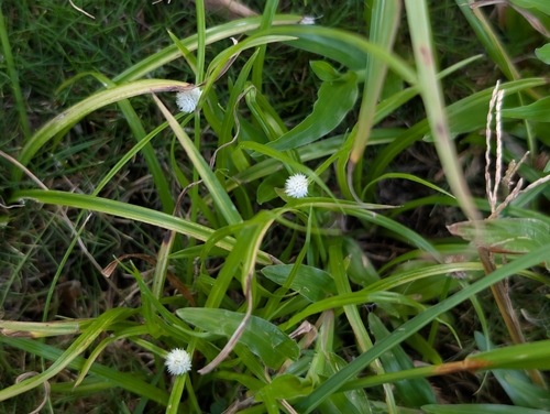 Cyperus mindorensis, photograph 5