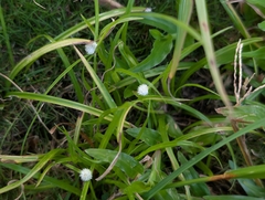 Cyperus mindorensis, photograph author not stated, no rights reserved