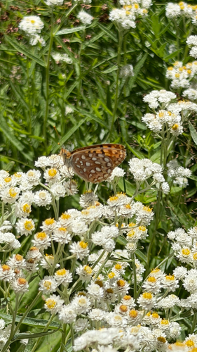 iNaturalist observation photo of Great Basin Fritillary