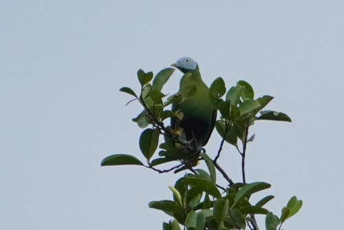 Grey-headed Fruit Dove (Ptilinopus hyogastrus), photo 9