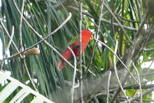 Chattering Lory (Lorius garrulus)