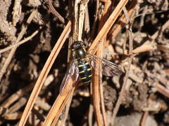 Melangyna lasiophthalma