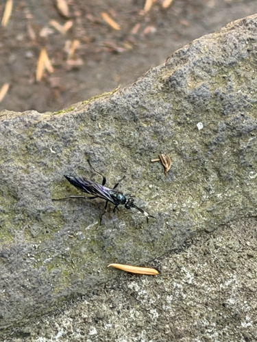 Platylabus