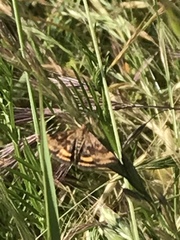 Pyrausta subsequalis