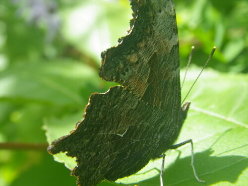 Gray Comma
