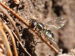 Melangyna lasiophthalma