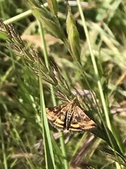 Pyrausta subsequalis