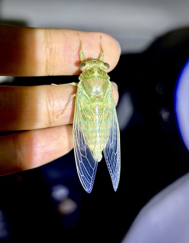 Autumn Cicada