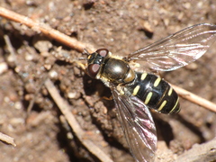 Melangyna lasiophthalma