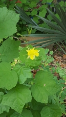 Aquilegia chrysantha