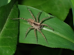 Pardosa pusiola