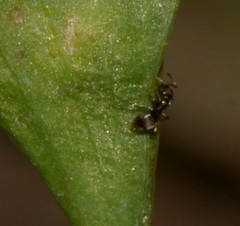Formicidae