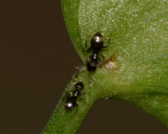 Formicidae