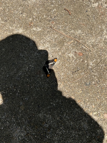 iNaturalist observation photo of California Sister