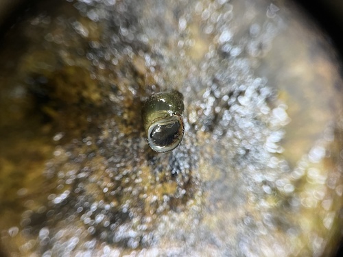 Olympia Pebblesnail