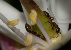Formicidae