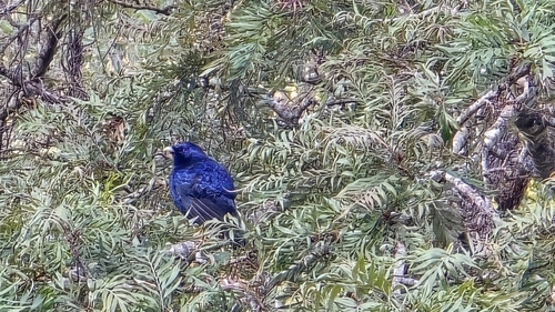 Satin Bowerbird