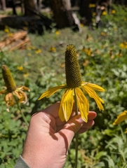 Rudbeckia californica
