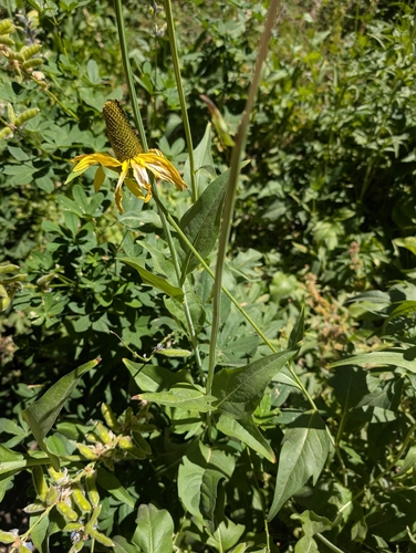 Rudbeckia californica, photograph 2