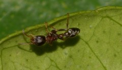 Formicidae