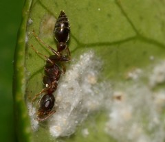 Formicidae