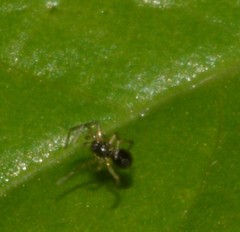 Linyphiidae