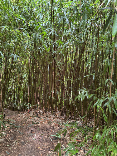 Phyllostachys nigra observed 2026-08-03