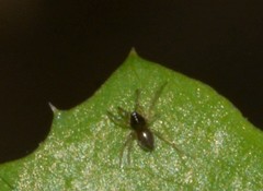 Linyphiidae