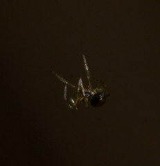 Linyphiidae