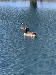 Branta canadensis