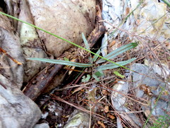 Pseudopanax crassifolius