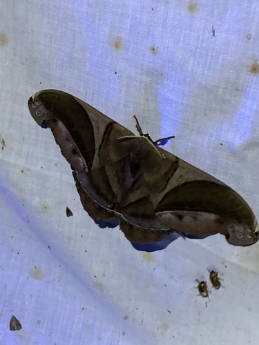 Rhescyntis hippodamia
