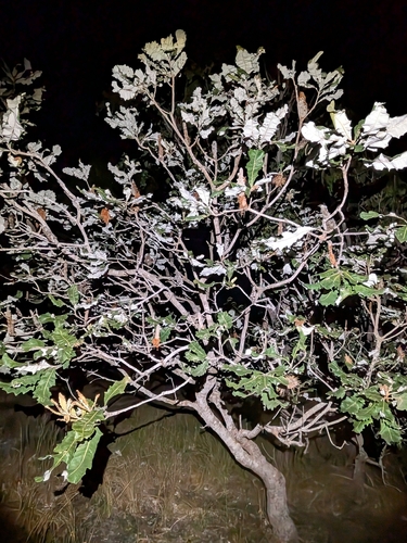 Banksia dentata, photograph 4