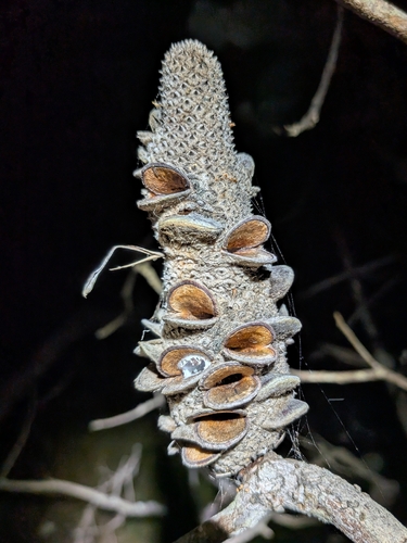 Banksia dentata, photograph 5