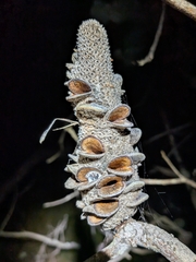 (c) Matt B, some rights reserved (CC BY) Banksia dentata, photograph (c) Matt B, some rights reserved (CC BY)