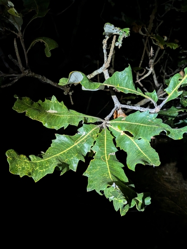 Banksia dentata, photograph 6