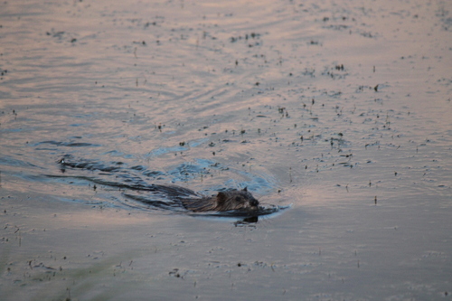 Muskrat