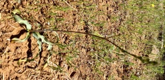 Chlorogalum grandiflorum