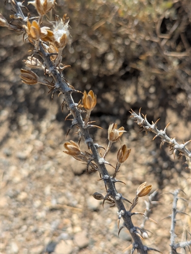 Tetradymia spinosa observed 2026-08-03
