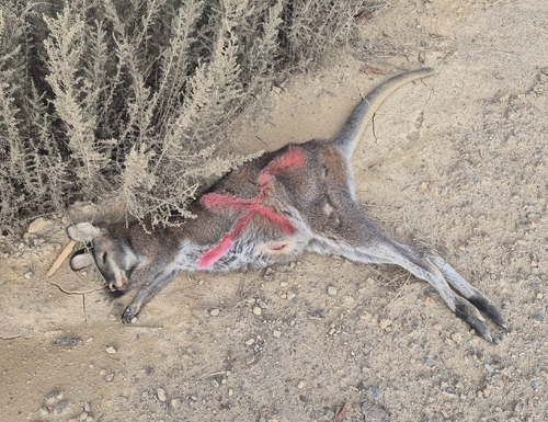 Red-necked Wallaby