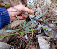 Pseudopanax crassifolius