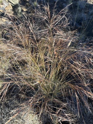 Nassella cernua observed 2026-08-02