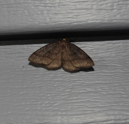 Curved-lined Looper Moth photo 5