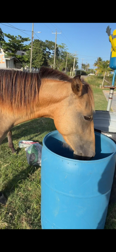 Domestic Horse