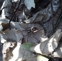 Schizocosa malitiosa