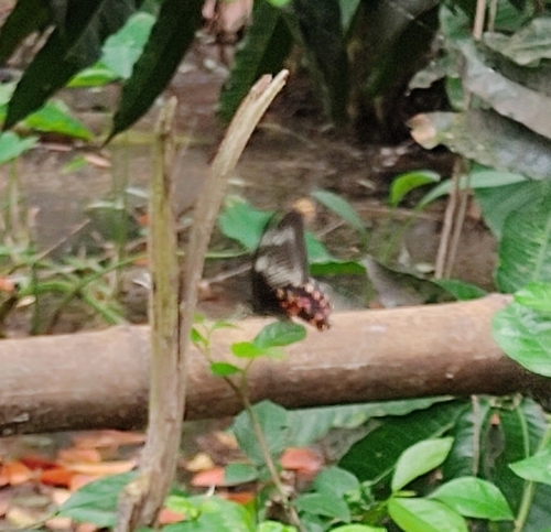 Common Mormon Swallowtail