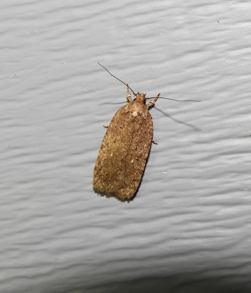 Agonopterix eupatoriiella