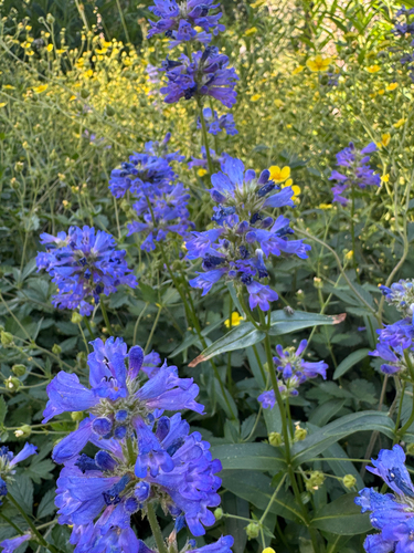 Penstemon attenuatus