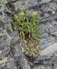 Polemonium elegans
