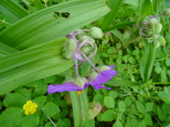 Tradescantia ernestiana